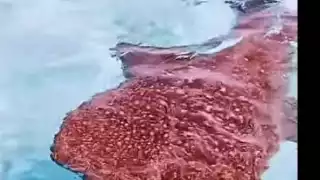 Tiburón ballena sorprende a turistas de Punta Sur en Isla Mujeres