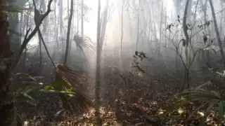 Fue necesaria la intervención de 17 trabajadores de la Conafor para extinguir el fuego