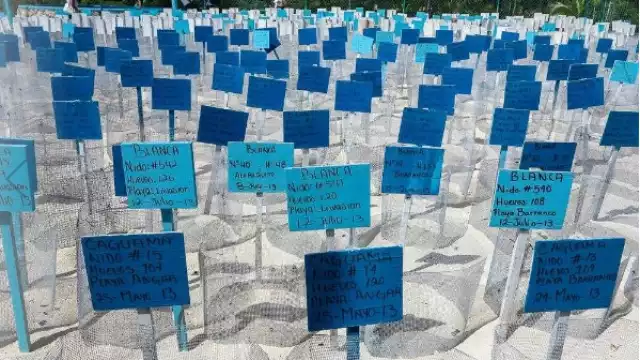 Deline García consideró que los denunciantes también violentaron la NOM-162-Semarnat-2012