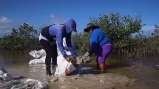 Colapsan manglares en Yucatán: investigadores advierten daños críticos y acuerdan medidas urgentes