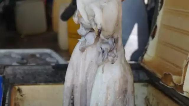 FOTOS: David Vázquez