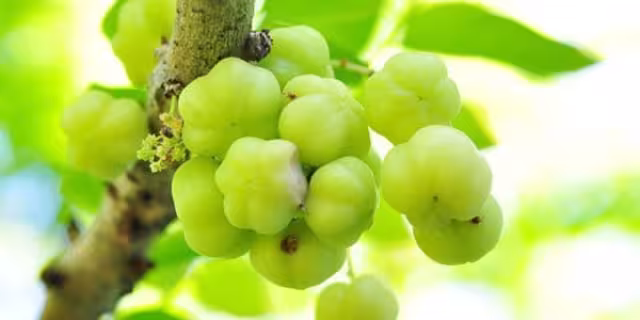 Este tipo de grosella es conocida como verde o estrellada