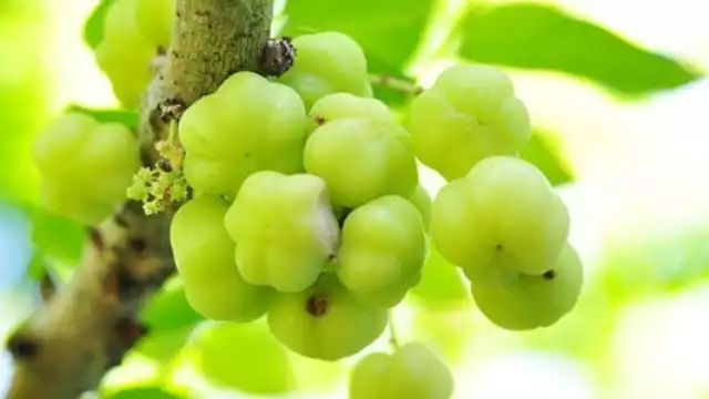 Este tipo de grosella es conocida como verde o estrellada