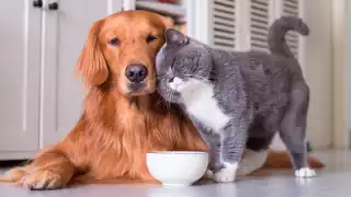 ¿Es más barato un perro o un gato?: Esto es lo que cuesta mantenerlo en México