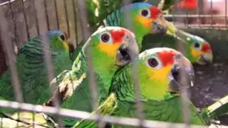 El detenido fue puesto a disposición de autoridades federales