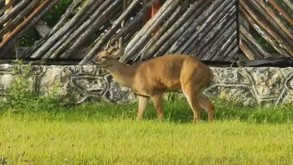 Se percataron de la presencia de un venado en la glorieta de distribución entre las avenidas Kabah y Tulum