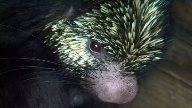 El Puercoespín Tropical está en peligro debido a los incendios y tala de su hábitat, además de la caza indiscriminada