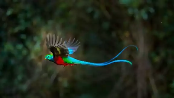 Más de 436 especies pertenecientes a por lo menos 67 familias han sido registradas en la extensa tierra que habitaron los mayas Más de 436 especies pertenecientes a por lo menos 67 familias han sido registradas en la extensa tierra que habitaron los mayas