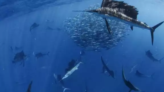 Se puede disfrutar la pesca con mosca, la pesca deportiva y la pesca de altura