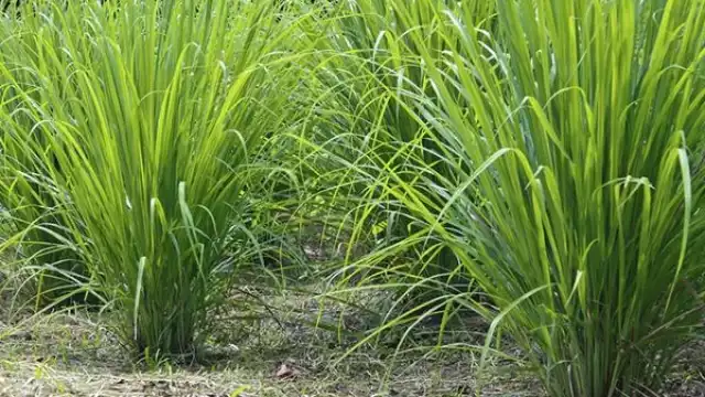 Esta planta tiene un aroma característico y nace en climas calurosos en distintas partes de México
