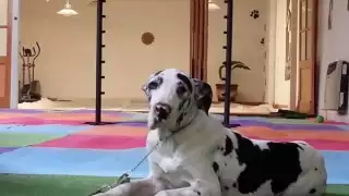 Las mascotas son otro miembro de la familia. Foto: Especial