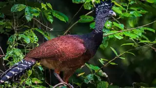Hocofaisán, especie amenazada en tierras quintanarroenses