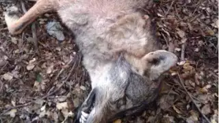 Coyotes merodean granjas en Tekal de Venegas, Yucatán