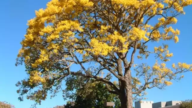 Las Tabebuia o árbol primavera son un género de árboles originario de América tropical y subtropical