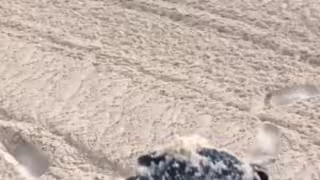 Foto: Twitter @ronadmey