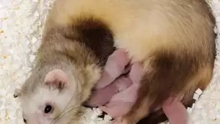 Se creía que el hurón de patas negras estaba en peligro de extinción