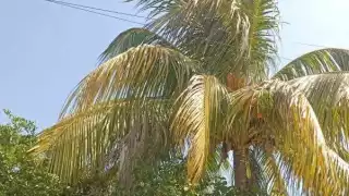 Ramas de árbol de coco provocan bajones y riesgo de cortocircuito en Escárcega