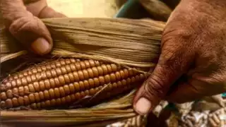 Pibil nal, el tradicional elote cocido bajo tierra de Yucatán