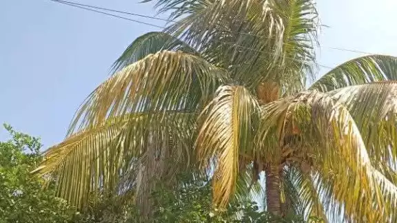Las ramas de un árbol de coco chocaban con líneas de mediana y alta tensión