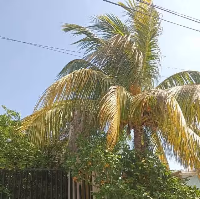 Las ramas de un árbol de coco chocaban con líneas de mediana y alta tensión