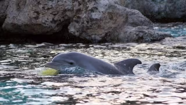Delfines en cautiverio:Tras la sonrisa de un delfín existe una explotación que no para