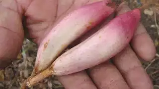 Sus hojas se aprovechan como molde para la producción de algunos productos lácteos como el queso