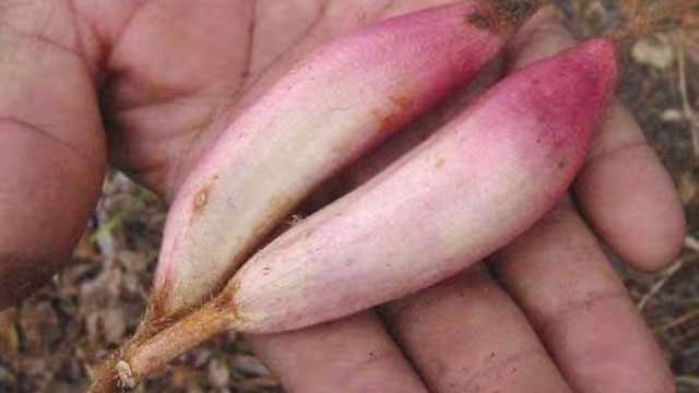 Sus hojas se aprovechan como molde para la producción de algunos productos lácteos como el queso