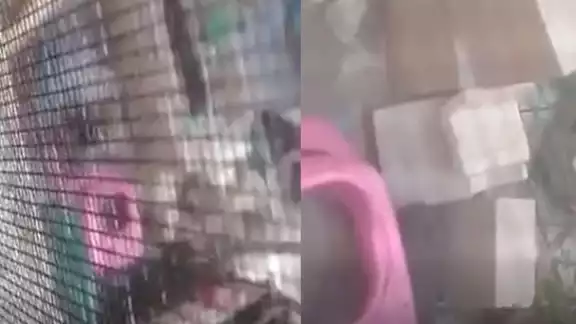 Buscan al presunto agresor del perrito golpeado en la Supermanzana 259 de Cancún Buscan al presunto agresor del perrito golpeado en la Supermanzana 259 de Cancún