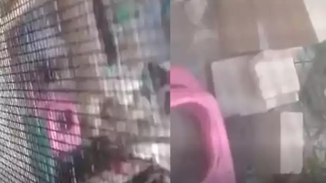 Buscan al presunto agresor del perrito golpeado en la Supermanzana 259 de Cancún