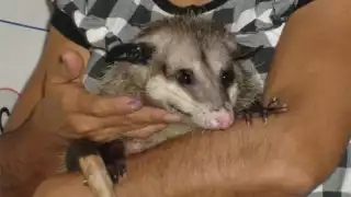 Fauna, en peligro por el Tren Maya: agrupación Serendipia