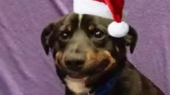 Los memes también les desean Feliz Navidad y próspero Año Nuevo Los memes también les desean Feliz Navidad y próspero Año Nuevo