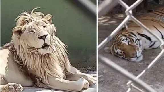 Aseguran animales exóticos en el Estado de México