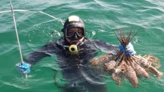 Hasta el momento, la pesca de langosta se ha mantenido estable en el estado