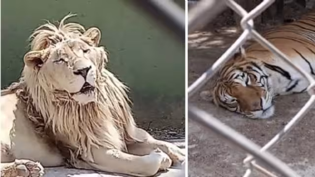 Aseguran animales exóticos en el Estado de México