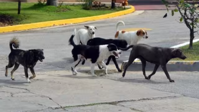 En el estado se han registrado dos personas sancionadas por delitos contra las mascotas
