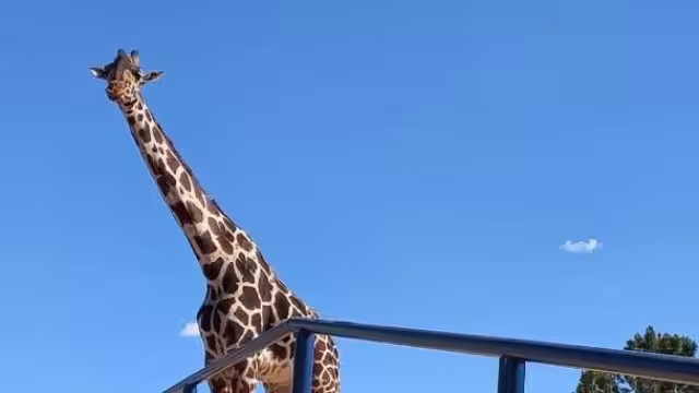 Se espera su traslado este domingo