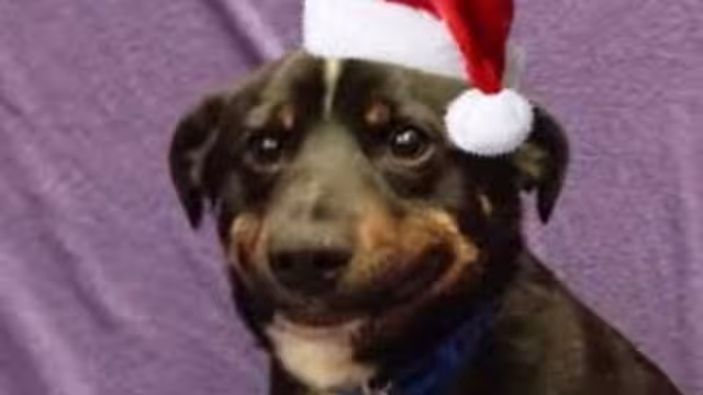 Los memes también les desean Feliz Navidad y próspero Año Nuevo