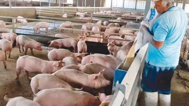 La actividad porcícola mal manejada ocasiona muchas filtraciones dañinas en el subsuelo