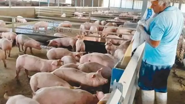 La actividad porcícola mal manejada ocasiona muchas filtraciones dañinas en el subsuelo