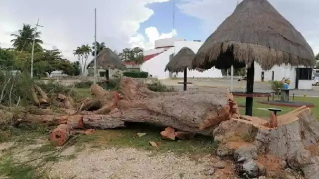 El Congreso del Estado de Quintana Roo no ha emitido el reglamento de la Ley de Arbolado Urbano, lo que permitió el daño en árboles en la Bahía de Chetumal, indica la Asociación Mexicana de Arboricultores