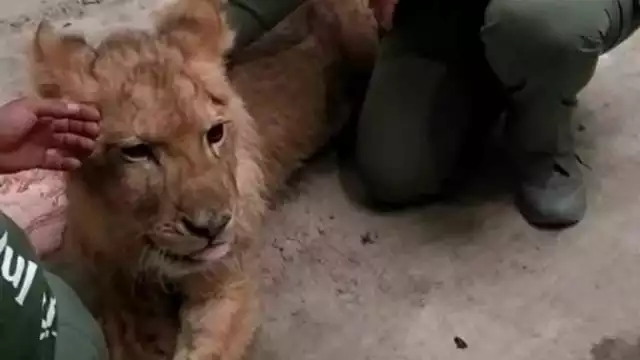 El leoncito, nombrado Kiro, ya se recupera en Pachuca, Hidalgo. Foto: Facebook