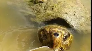 Se contabilizaron 10 nidos robados entre Progreso y Chelem