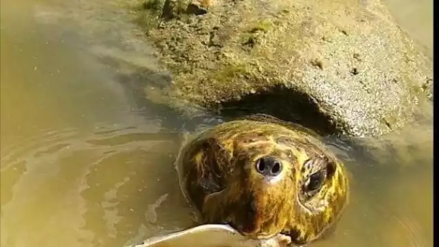 Se contabilizaron 10 nidos robados entre Progreso y Chelem