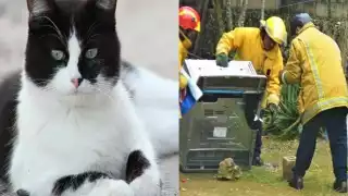 La mujer que los recibió les informó que no había tal fuga, que lo único que quería era que rescataran a su gato
