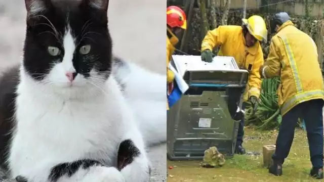 La mujer que los recibió les informó que no había tal fuga, que lo único que quería era que rescataran a su gato