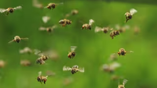 Récord de ataques de abejas en Yucatán: suman dos muertos y 81 heridos durante 2026