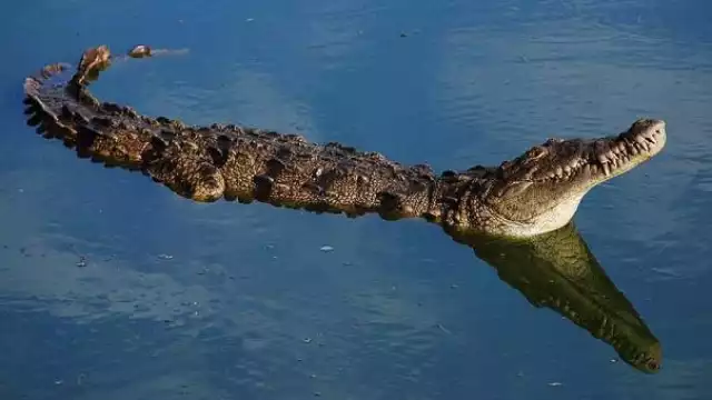 Los cocodrilos habitan en partes de Cancún