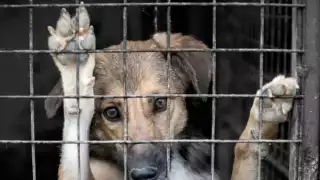 Invitan a denunciar llamando al 911 o bien acudiendo a la Fiscalía General del Estado