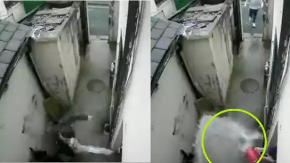 Hombre lanza agua hirviendo a un ladrón Hombre lanza agua hirviendo a un ladrón