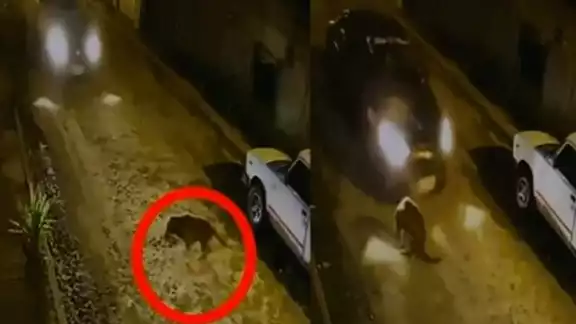 El perro intentó quitarse, pero el auto no le dio oportunidad. Foto: Captura de pantalla El perro intentó quitarse, pero el auto no le dio oportunidad. Foto: Captura de pantalla